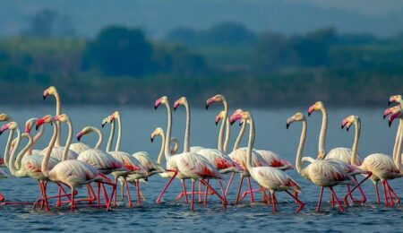 Greater flamingos at Bhigwan Bird Sanctuary during sunrise