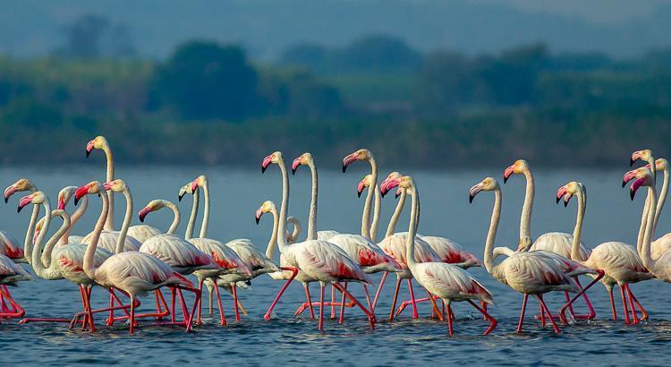 Greater flamingos at Bhigwan Bird Sanctuary during sunrise