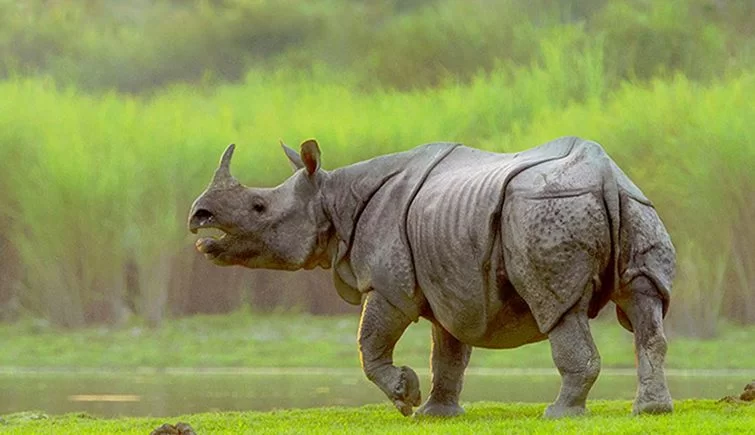 UNESCO World Heritage Sites in India: A Complete Guide to Cultural, Natural, and Mixed Heritage (2025) 6 Kaziranga’s one-horned rhinoceros grazing in a misty grassland