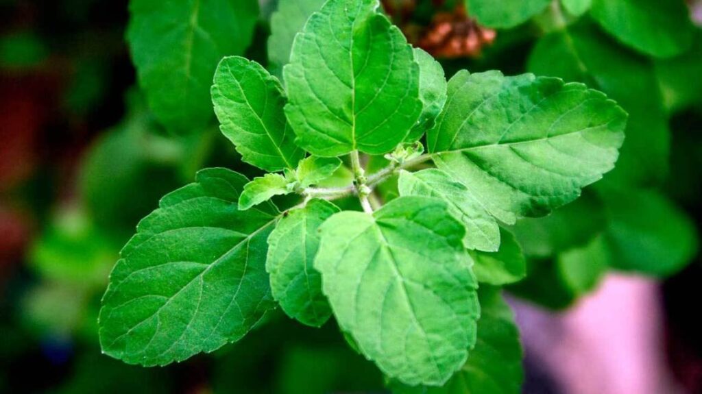 Tulsi plant in courtyard worshipped by devotees