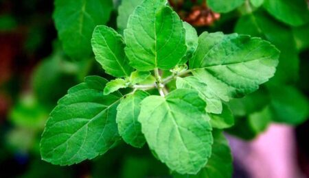 Tulsi Plant – Spiritual Significance, Scientific Benefits & Complete Guide 6 Tulsi plant in courtyard worshipped by devotees