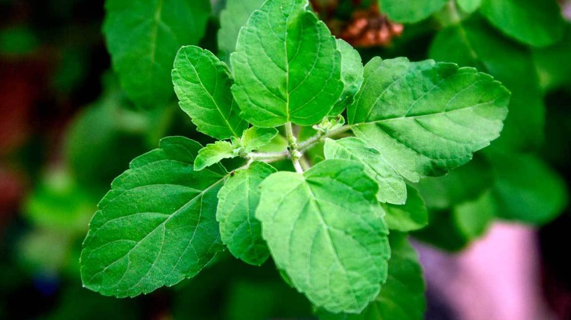 Tulsi Plant – Spiritual Significance, Scientific Benefits & Complete Guide 1 Tulsi plant in courtyard worshipped by devotees