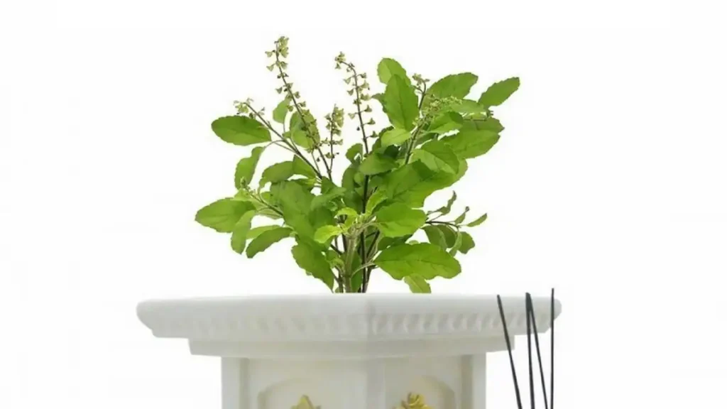 घराच्या अंगणातील हिरवीगार तुळस (Holy Basil) आणि तिचे धार्मिक महत्व, आरोग्य व सकारात्मक ऊर्जा