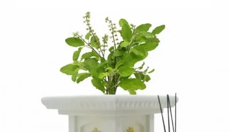 घराच्या अंगणातील हिरवीगार तुळस (Holy Basil) आणि तिचे धार्मिक महत्व, आरोग्य व सकारात्मक ऊर्जा